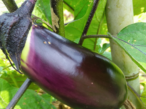 なす　肥料農薬不使用、自家採種