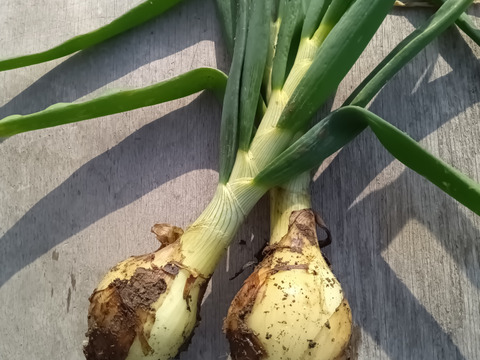 たまねぎ　肥料農薬不使用、固定種 送料500円OFF!