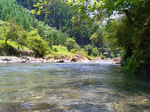 徳島　海部川産　特大！天然鰻　910g(水揚げ時 )−60℃急速凍結