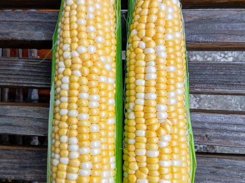 あま～い朝採りスイートコーン　６本入り