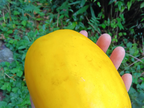 まくわうり 自然栽培 自家採種