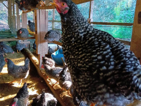 出荷日当日の朝採り新鮮お届け致します☆　平飼い濃厚卵　岡崎おうはん60個＋割れ保証