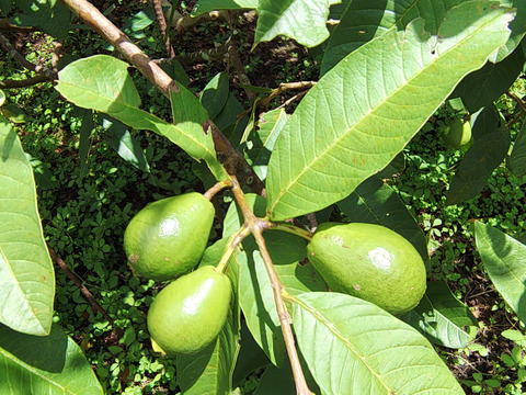 南国リゾート気分が味わえる沖縄産グァバ　(1.5ｋｇ　家庭用）