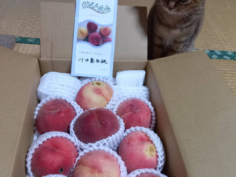 【数量限定】川中島白桃　家庭用3kg