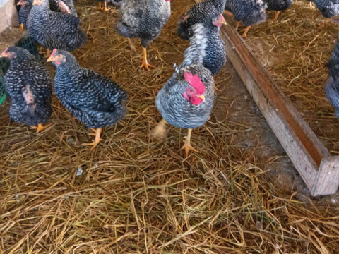 (常温配送)出荷日当日の朝採りお届け致します☆平飼い濃厚卵　岡崎おうはん30個＋割れ保証