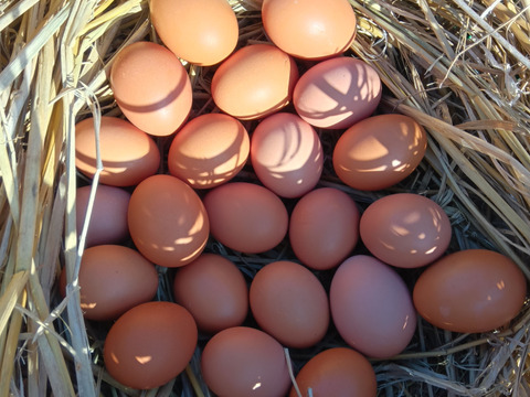 放し飼いのびのび自然卵、岡崎おうはんの卵[30個]割れ保証付き