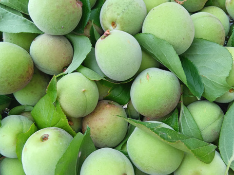 青梅　肥料農薬不使用　自然栽培　 送料500円OFF!