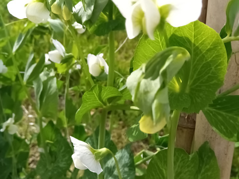 エンドウ＆空豆　mix　自然栽培　自家採種