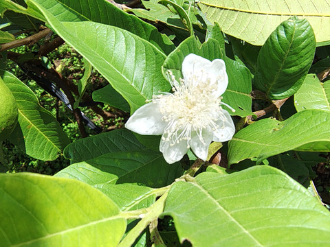 南国リゾート気分が味わえる沖縄産グァバ　(1.5ｋｇ　家庭用）