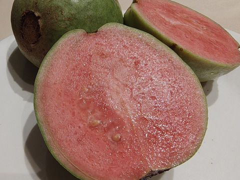 南国リゾート気分が味わえる沖縄産グァバ　(1.5ｋｇ　家庭用）