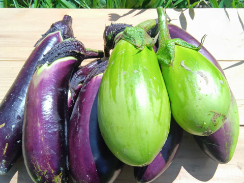 なす　肥料農薬不使用、自家採種