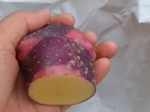 ジャガイモ＆玉ねぎ　農薬化学肥料不使用