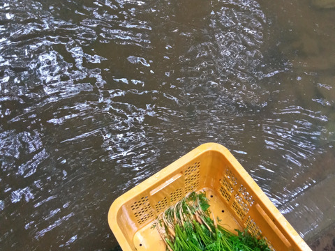 小さなお野菜＆ハーブ・スパイスボックス 農薬肥料不使用、固定種、在来種、60サイズ
