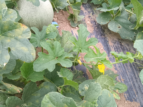 メロン3〜4個入り