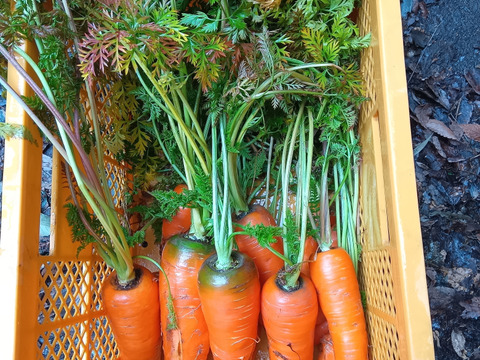 わしゃわしゃ葉付き　新黒田五寸にんじん　自然栽培　只今小さめ！