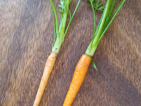葉付き人参　間引き！　自然栽培