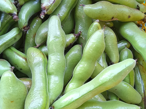 空豆　無施肥、化学的防除無し、自家採種 　2㎏