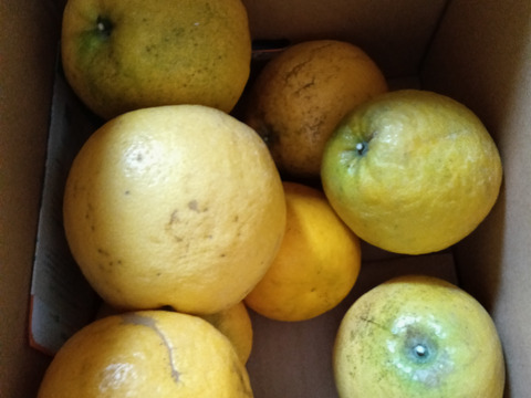 《みかんのある暮らし》三代目の月替わり定期便3kg~5kg+α