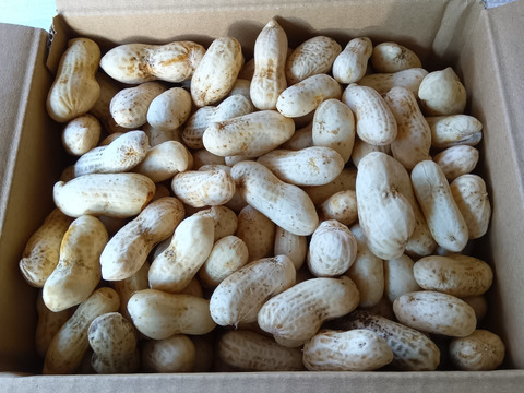 殻付き落花生