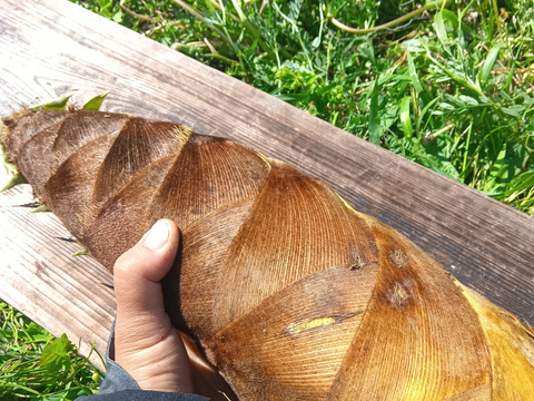 筍 孟宗筍 天然3㌔前後 送料500円OFF!