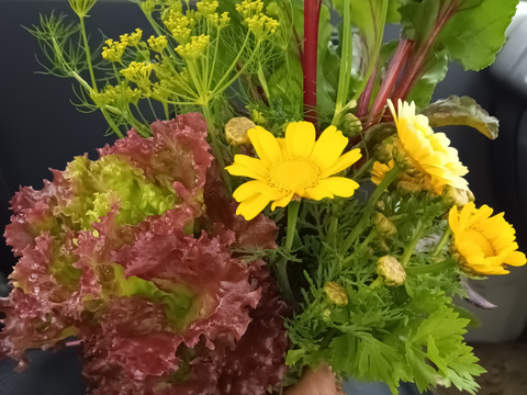 サラダセット　　肥料農薬不使用、固定種。