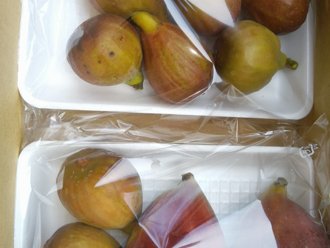 イチジク 自然栽培