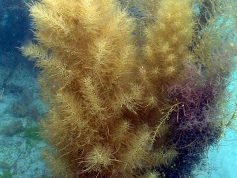 【海からそのまま】あかもく/ギバサ/海藻/近年人気急上昇のスーパーフード/2kg【処理ボイル後3～4kg目安】