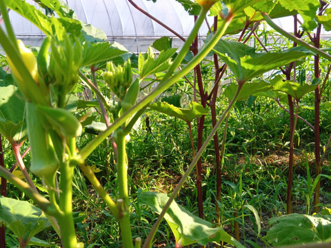 オクラ　赤＆緑　自然栽培　自家採種　1000g