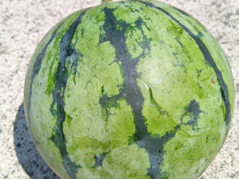 大和スイカ　Sサイズ　自然栽培　自家採種