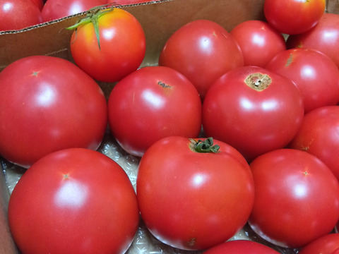 【はねだしでお得】大好評!!中玉トマト(3.5㎏)