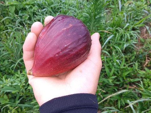 イチジク 自然栽培