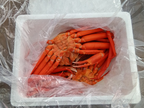 佐渡島直送！浜茹で紅ズワイガニ（1杯400g/3杯）