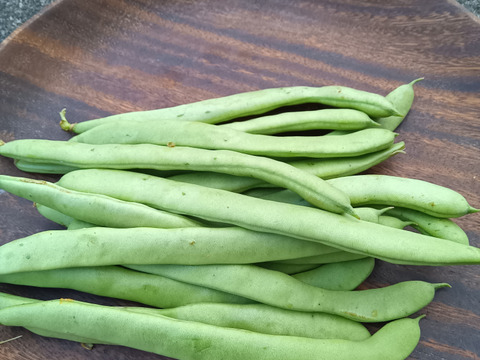 いんげん　農薬化学肥料不使用、自然栽培、自家採種、　
300g