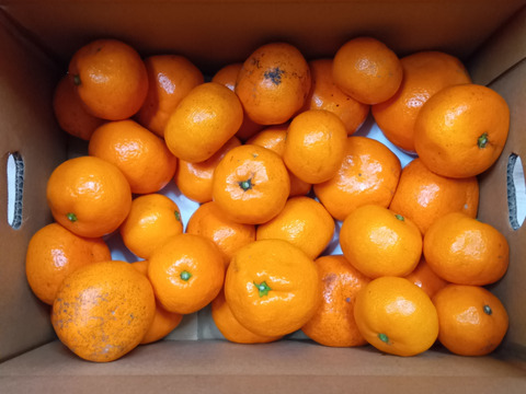 【前回即完売】糖度最高クラス！濃い味好きのための有田みかん 3キロ箱 和歌山県 有田 みかん 2S~3Lサイズ　家庭用キズあり