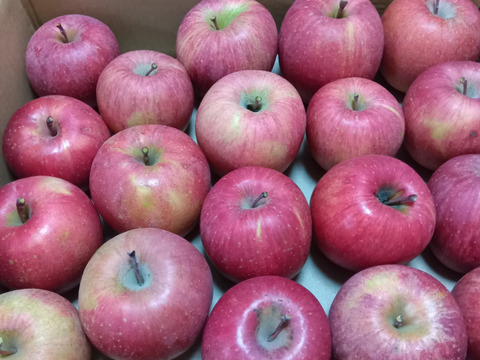 果汁溢れる！ サンふじ【わけあり家庭用 5kg 】