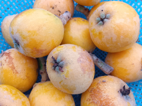 枇杷　肥料農薬除草剤不使用