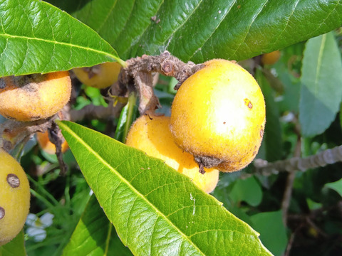 枇杷　肥料農薬除草剤不使用