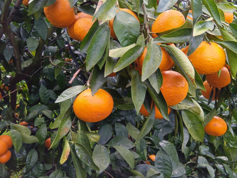 濃厚果汁！南津海(なつみ)　ご家庭用・３Kg