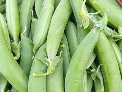 スナップエンドウ  肥料農薬不使用、自然栽培、自家採種 　300g