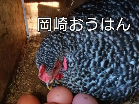 (常温配送)出荷日当日の朝採りお届け致します☆平飼い濃厚卵　岡崎おうはん30個＋割れ保証