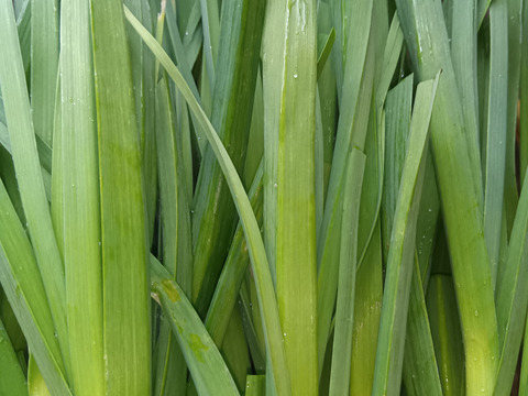 葉ニンニク 自然栽培 自家採種