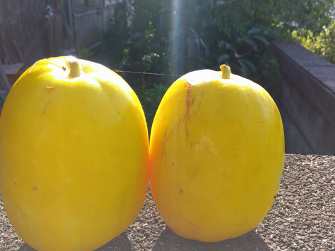 まくわうり 自然栽培 自家採種