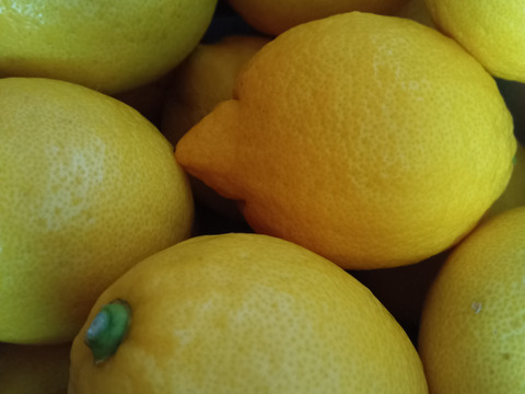 瀬戸田レモン1.8kg