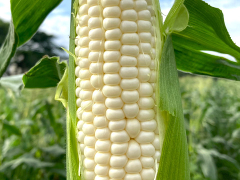 【生でかじる白とうもろこし】ご家庭用ホワイトコーン3㎏【シャキシャキ粒、たっぷり果汁】