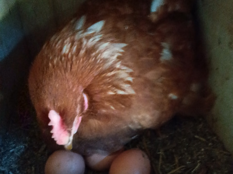 放し飼いのびのび自然卵赤鶏あずさの卵３０個＋岡崎おうはんの卵３０個計６０個、割れ保証付き