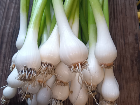 葉ニンニク 自然栽培 自家採種