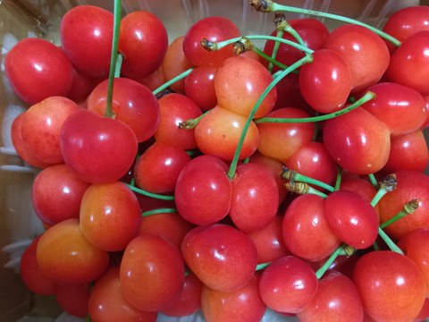 【 珍商品 】【 さくらんぼ：佐藤錦：双子ちゃんパック 】山形県天童産 500g【 届いてビックリ！！ 】【 訳あり 】父の日のプレゼントに💖🍒