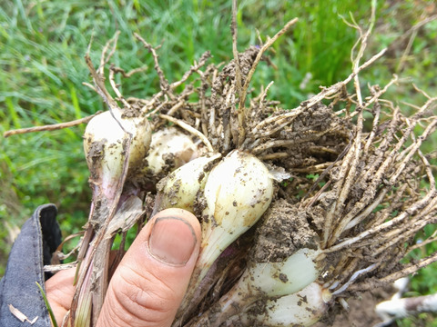 らっきょう＆唐辛子　自然栽培　自家採種