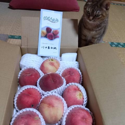 数量限定】川中島白桃 家庭用3kg：長野県産の白桃｜食べチョク｜産地