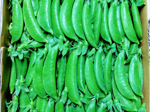 スナップエンドウ900g